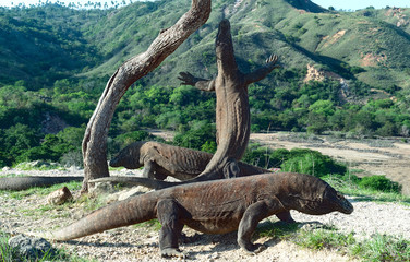 The Komodo dragon (Varanus komodoensis) stands on its hind legs and sniffs the air. It is the biggest living lizard in the world. On island Rinca. Indonesia.