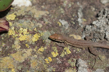 Lagarto tizón hembra