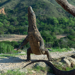 The Komodo dragon (Varanus komodoensis) stands on its hind legs and sniffs the air. It is the biggest living lizard in the world. On island Rinca. Indonesia.