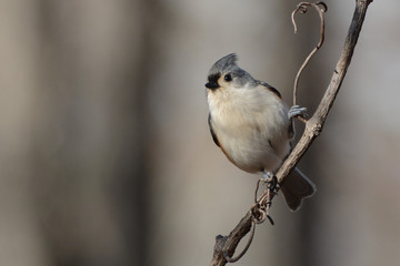 Fototapeta premium Tufted Titmouse perches on a branch waiting for its turn at a bird feeder