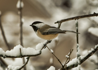 Chickadee on a snowy branch