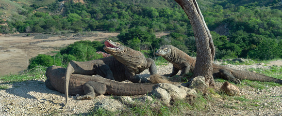 Fototapeta na wymiar The Komodo dragon raised the head and opened a mouth. Biggest living lizard in the world. Scientific name: Varanus komodoensis. Natural habitat, Island Rinca. Indonesia.