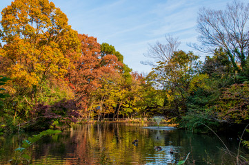 Fototapeta premium autumn landscape with lake and trees in Koenji, Tokyo, Japan
