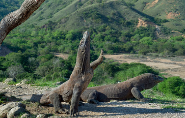 The Komodo dragon (Varanus komodoensis) stands on its hind legs and sniffs the air. It is the biggest living lizard in the world. On island Rinca. Indonesia.
