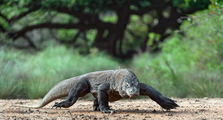 Walk of Komodo dragon. Scientific name: Varanus komodoensis. Biggest in the world living lizard in natural habitat. Island Rinca.