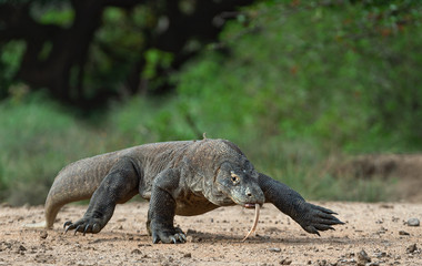 Walk of Komodo dragon. Scientific name: Varanus komodoensis. Biggest in the world living lizard in natural habitat. Island Rinca.