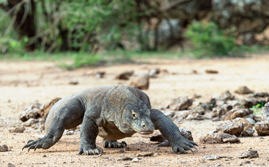 Obraz premium Spacer smoka z Komodo. Nazwa naukowa: Varanus komodoensis. Największa na świecie jaszczurka żyjąca w środowisku naturalnym. Wyspa Rinca.