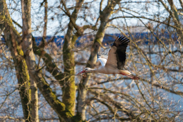 fliegender Storch