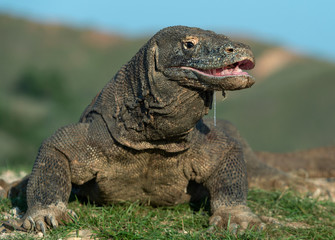 The Komodo dragon raised the head and opened a mouth. Biggest living lizard in the world. Scientific name: Varanus komodoensis. Natural habitat, Island Rinca. Indonesia.