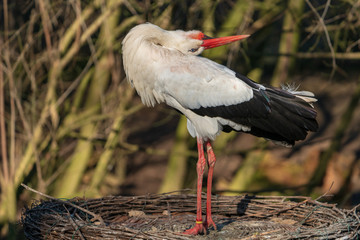 Fototapeta premium Storch beim klappern