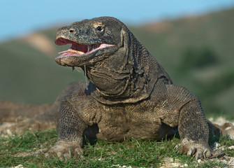 The Komodo dragon raised the head and opened a mouth. Biggest living lizard in the world. Scientific name: Varanus komodoensis. Natural habitat, Island Rinca. Indonesia.