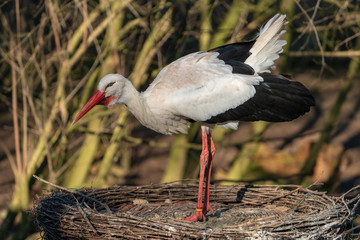 Storch