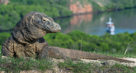 Komodo dragon ( Varanus komodoensis ). Natural habitat.  Rinca Island. Indonesia.