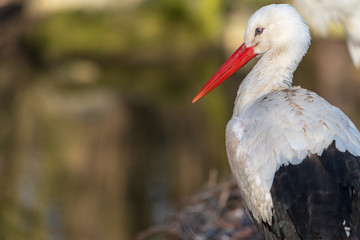 Storch