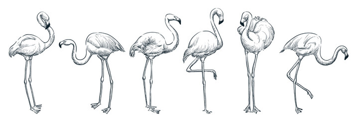 Flamingo in various poses, vector sketch illustration. Tropical birds hand drawn print design elements set