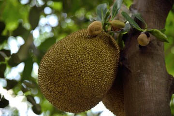 jackfruit in nature