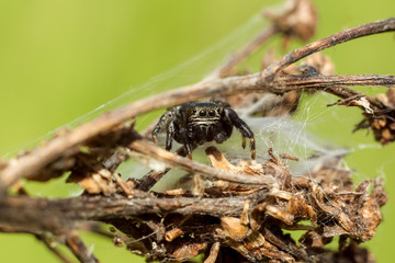 small spider close-up hiding on a dry branch, blurred green yellow background