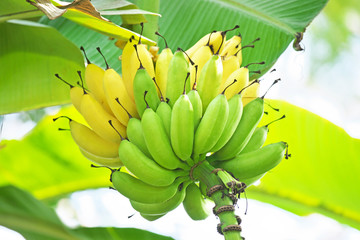 木の上のバナナ