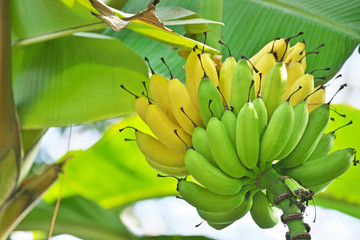 木の上のバナナ