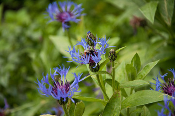 Cornflower blue garden with flowers and buds on a soft green background. In one of the flowers collects nectar bumblebee.