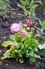 Bush pink perennis in bloom in the open field.
