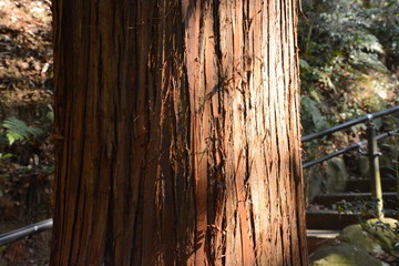 Trunk of a Japanese cedar