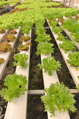 Vegetables hydroponics,Fresh organic vegetable in hydroponic vegetable field.