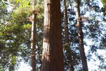 Fototapeta premium Trunk of a Japanese cedar