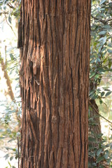 Trunk of a Japanese cedar