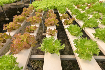 Vegetables hydroponics,Fresh organic vegetable in hydroponic vegetable field.