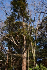 Trunk of a Japanese cedar