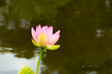 Water Lily Side