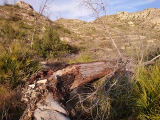 Obraz premium Arbol caido 