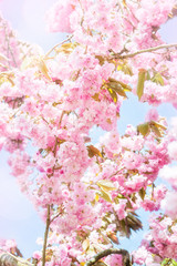 Pink Cherry Trees in Bloom in Park during Spring