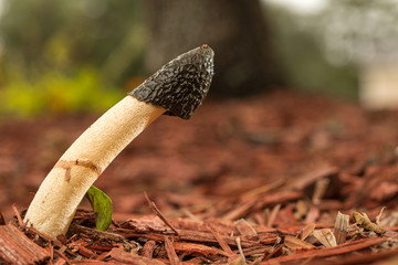 Mushroom fungus in wood chips mulch © Allison