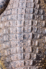 Closeup of Crocodile scaled skin, detailed rough texture