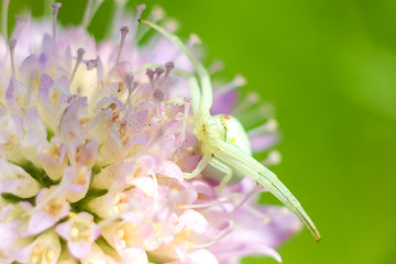 White spider close-up hunts a flower in anticipation of prey, blurred background with copyspace.