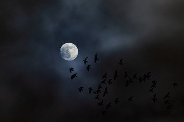 A flock of birds fly at night towards the moon