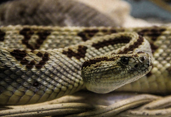 close up of a snake