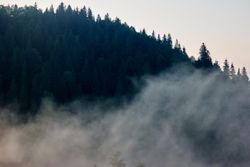 Foggy mountain forest. Breathtaking view of magnificent foggy forest in Carpathian mountains.