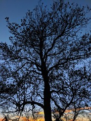 Beautiful trees and branches glowing against a bright winter sky at sunset, in Sherwood Forest, Nottinghamshire, UK