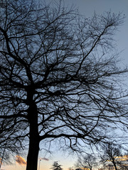 Beautiful trees and branches glowing against a bright winter sky at sunset, in Sherwood Forest, Nottinghamshire, UK