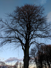 Beautiful trees and branches glowing against a bright winter sky at sunset, in Sherwood Forest, Nottinghamshire, UK