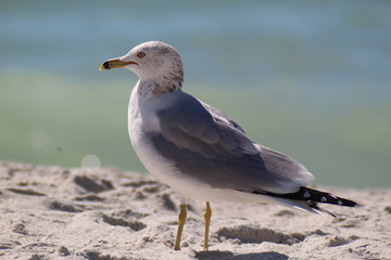 Fototapeta premium seagull on the beach