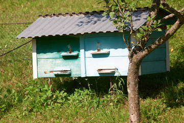 Blue wooden beehive in the grass at garden. Old vintage beehive on summer nature background. Beekeeping concept.