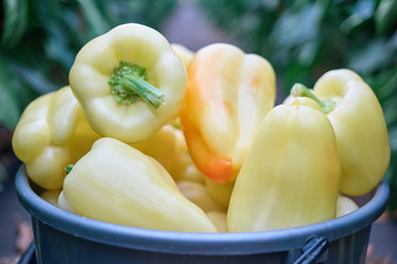 Heap of organic yellow bell peppers close up. Freshly harvested vegetables in bucket. Healthy vegetable production.