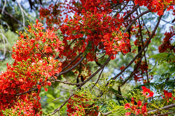 arbol de acacias 
