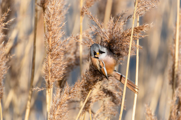 Rare Bearded Tit in Reeds