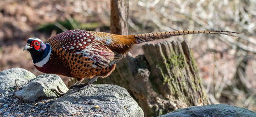 Male Pheasant Standing on a Rock