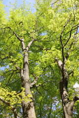 新緑のカエデの木